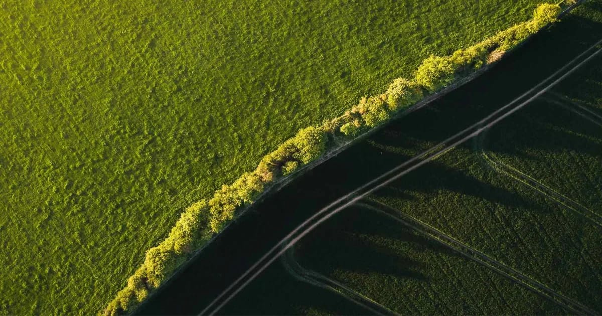 Vue aérienne d'une parcelle de terrain brut longée par une haie d'arbres, aux États-Unis